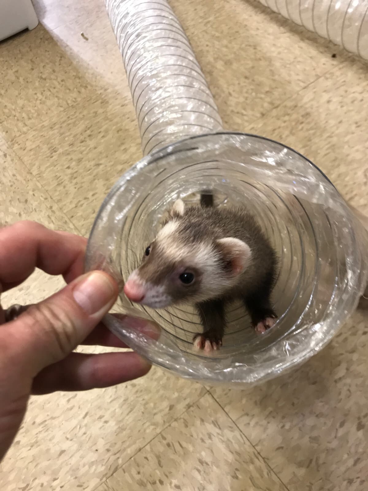 Best Ferret Toy EVER! Jumbo Ex Wide &Long Super Thru Way Crinkle Tunnel Tube 2