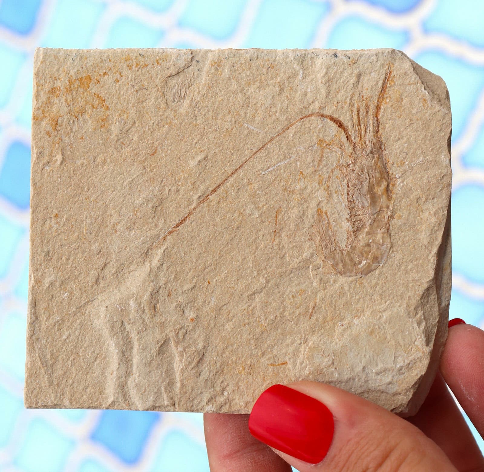 Fossil Shrimp From Solnhofen Germany  Jurassic 8.5 Cm's 3