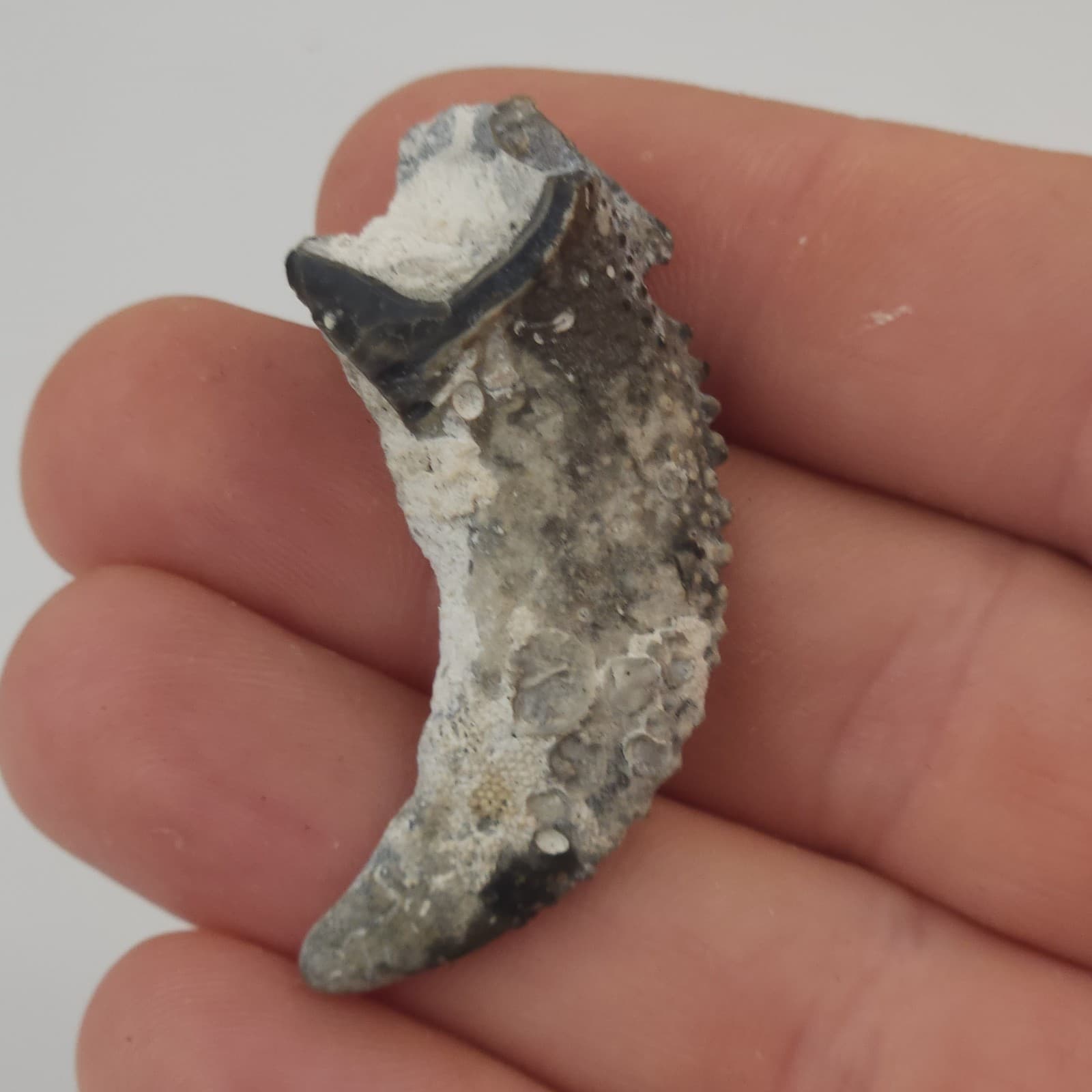 Crab Claw Fossil - Florida  3