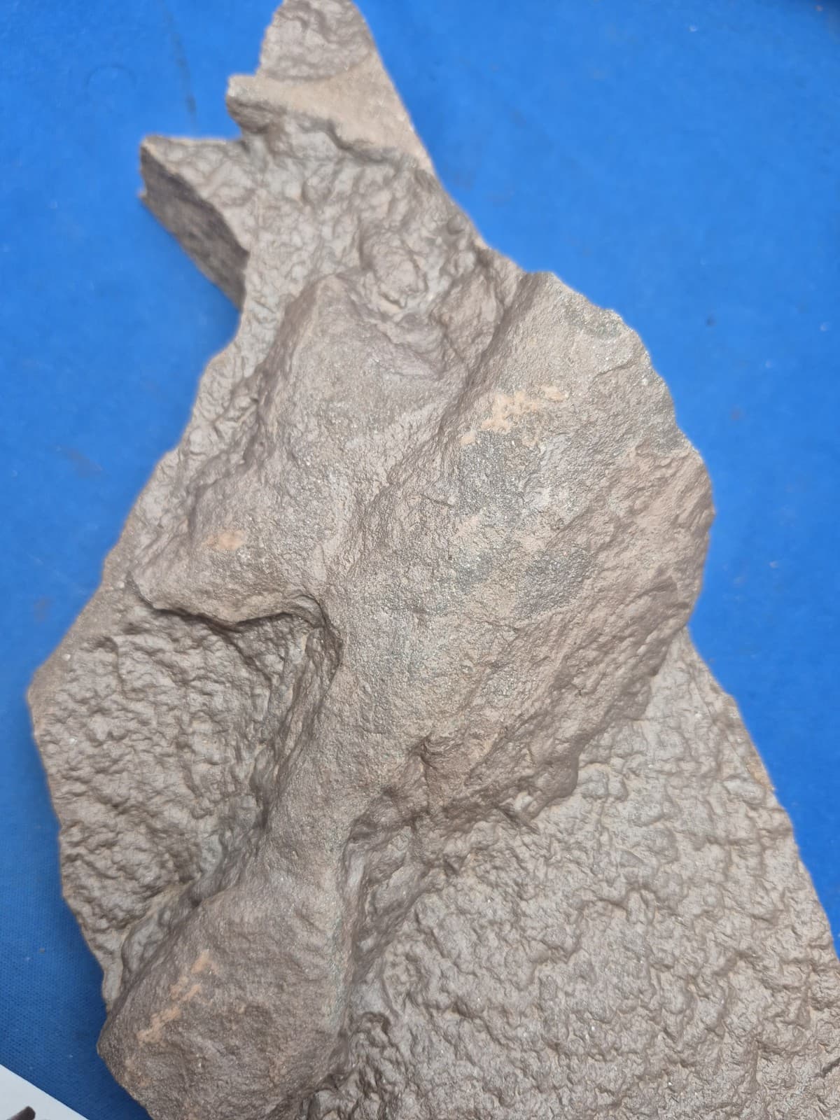 RARE Sponge-like Animal Fossils 3