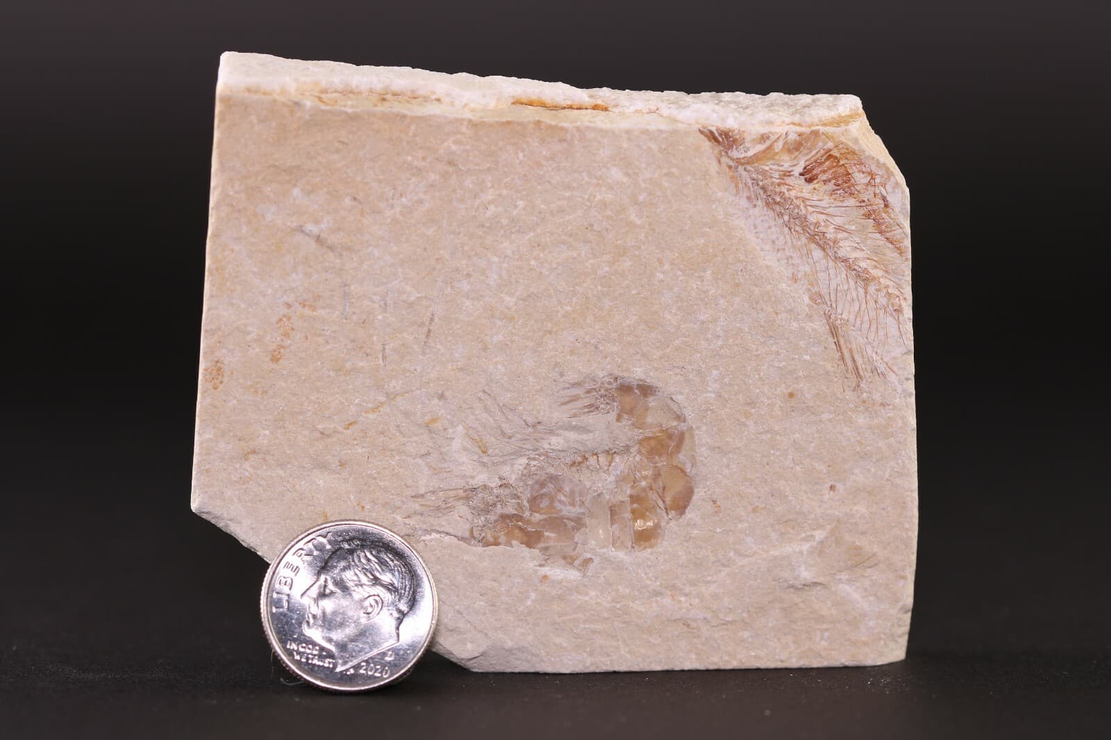 Fossil Nice Shrimp Unpainted & Partial Fish Cretaceous Lebanon COA 3800 3