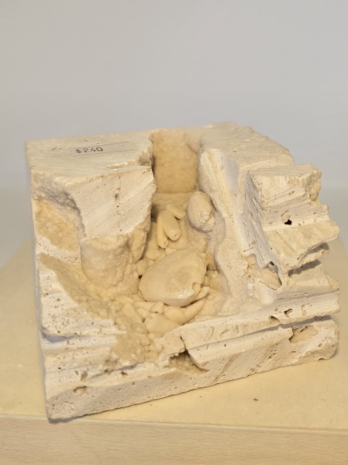 Travertine crab fossil