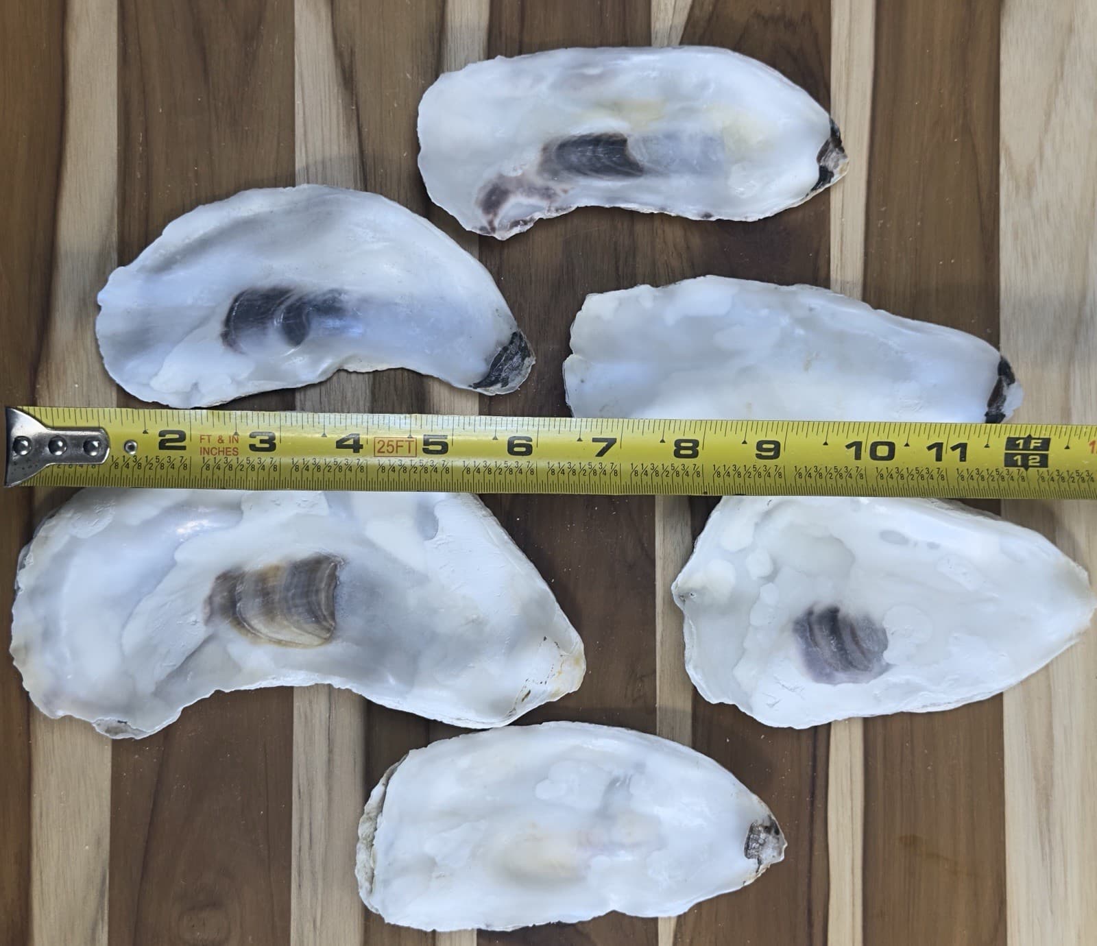 35-40 Oyster Shells Flat Side 5” To 6.5” Bulk Clean No Smell Art Crafts 4