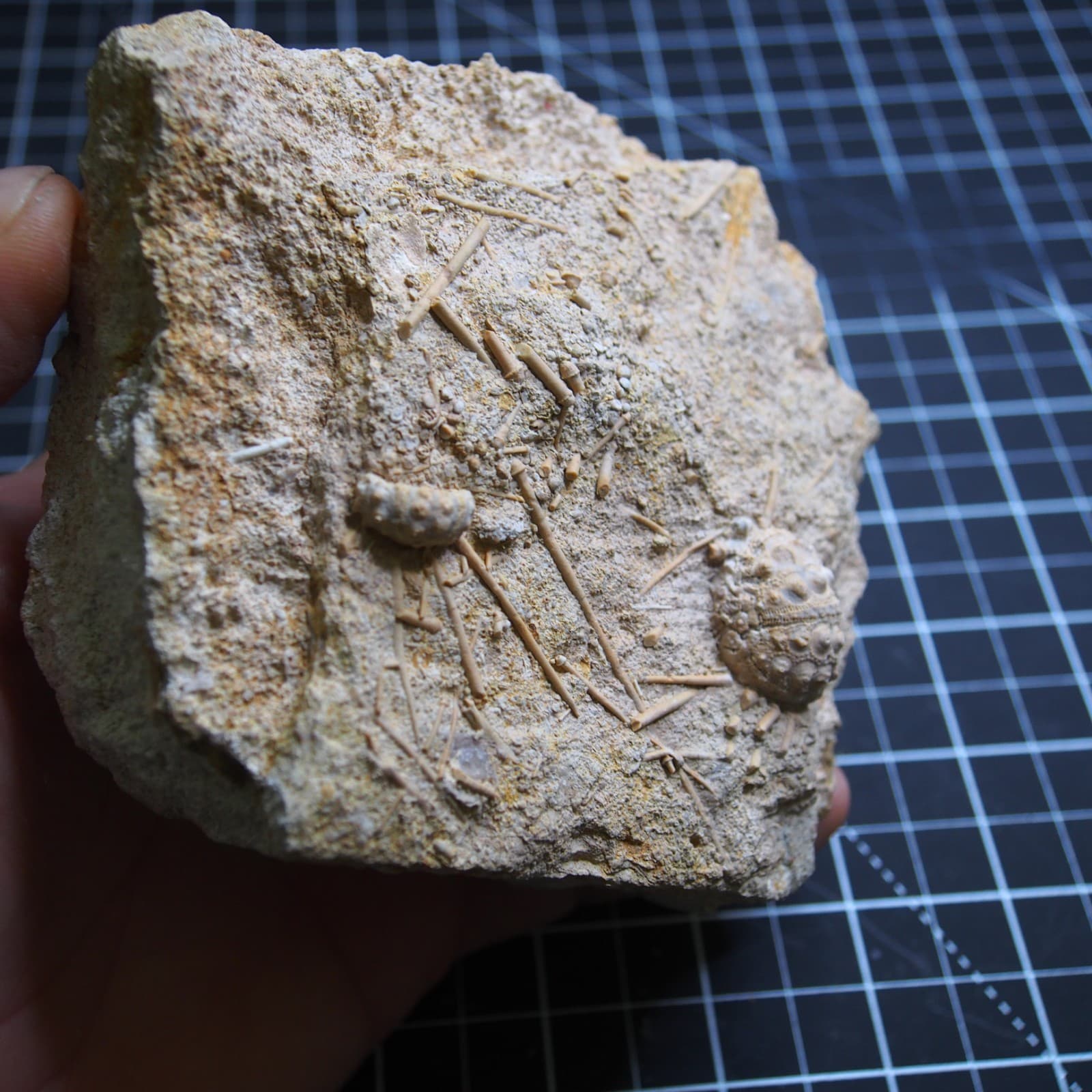 0.9kg Sea urchin Acrosalenia hemicidaroides Crinoid France Jurassic Fossil 3