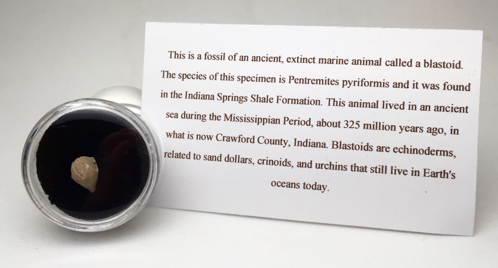 Blastoid Specimen NICE Fossil Sea Life Echinoderm Mineral INDIANA w/ ID card 2