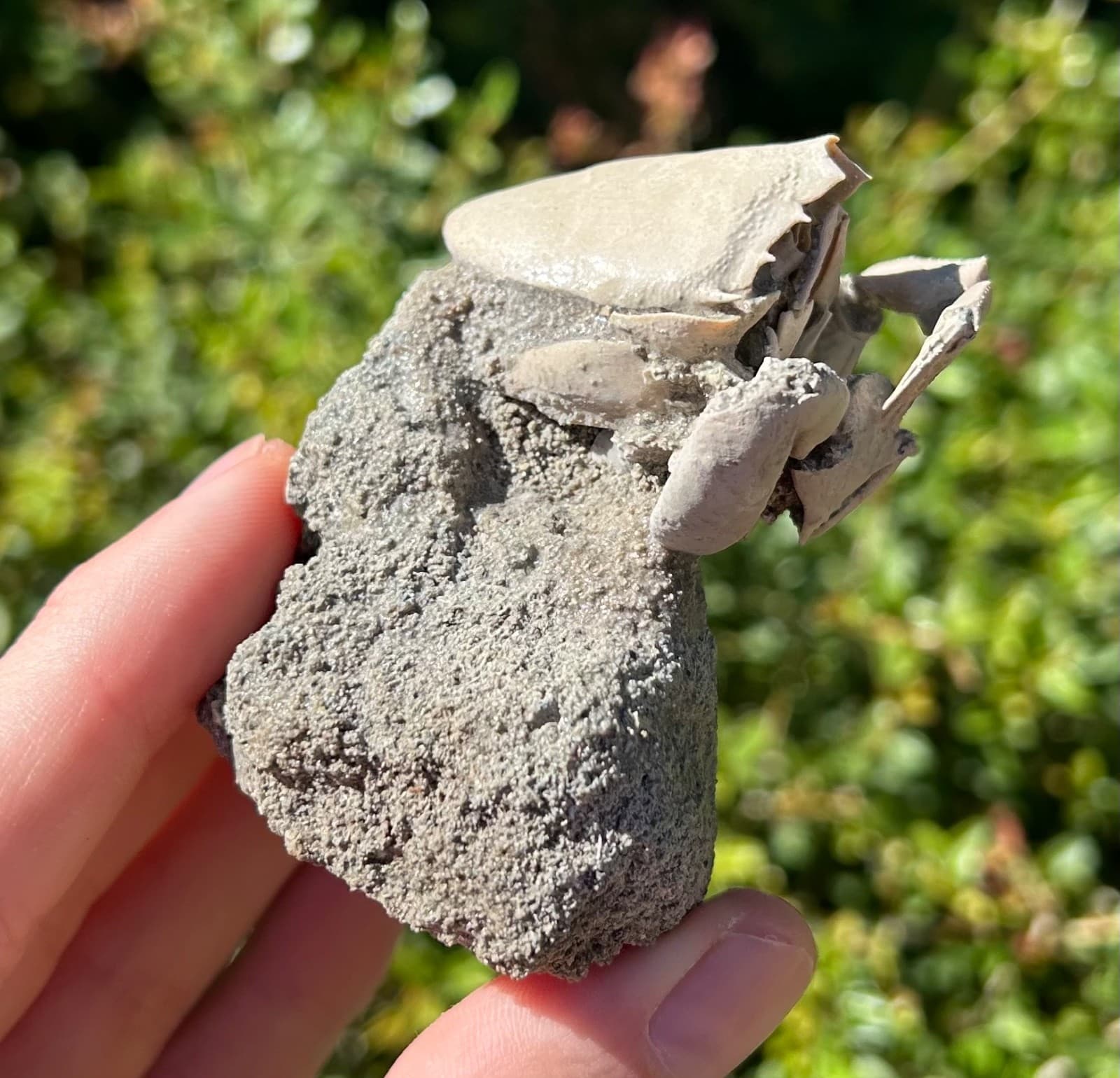 Florida Fossil Crab in Matrix Ranilia muriceta Pliocene Age Crustacean Rare 6