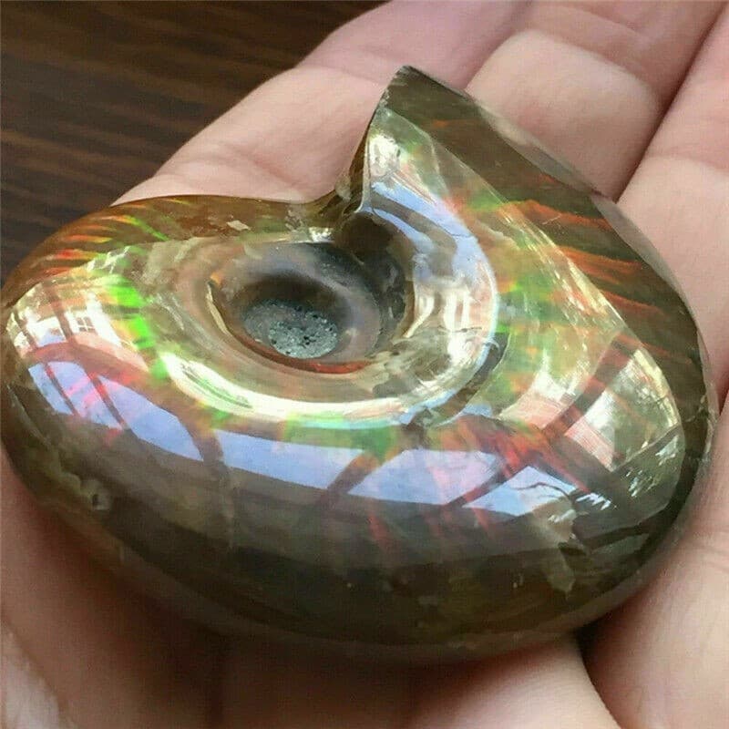 Natural Crystal Iridescent Ammonite Ammolite Facet Specimen Fossil Madagascar @ 4