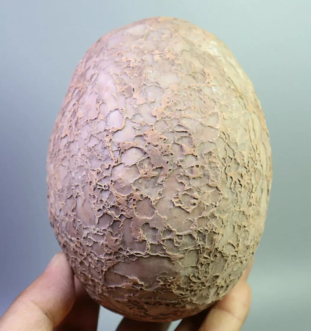 Segnosaur Dinosaur Egg Fossilized Crystallized Fossil Jurassic Cretaceous World