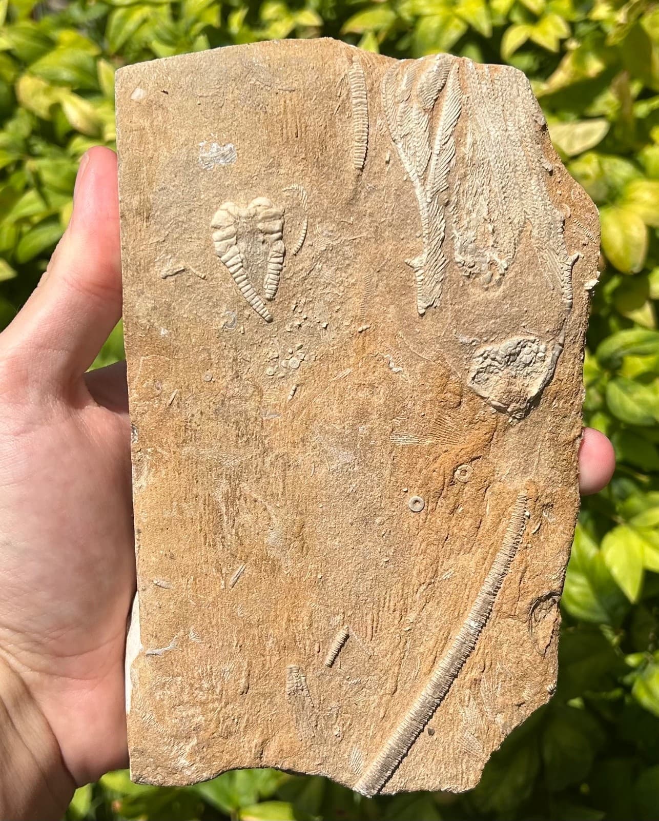 DOUBLE Fossil Crinoids in Matrix Rhopocrinus Cymbiocrinus Alabama Bangor Fm