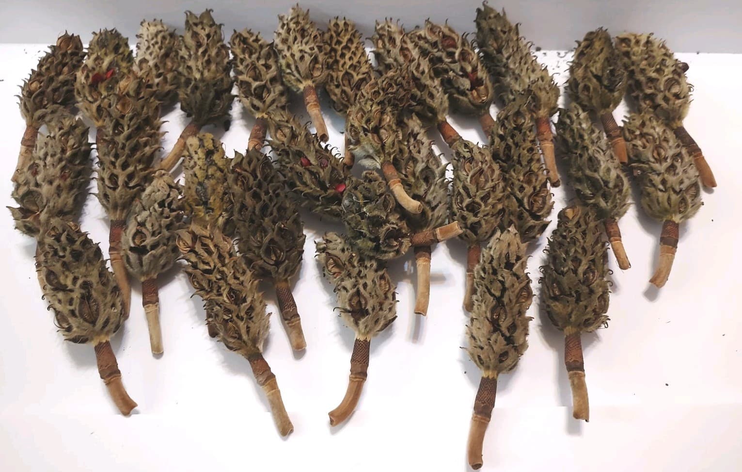 30 Natural Southern Magnolia Seed Pods Pine Cones Craft. Receive Exact Photo.