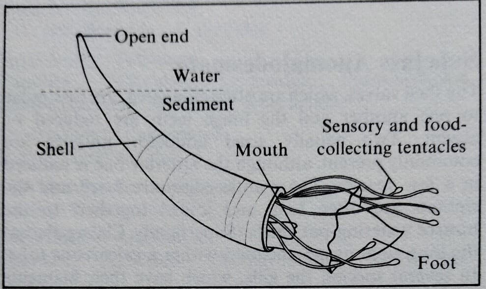 Dentalium Fossil Replica ( Mid miocene Mollusc) From Oregon Coast -paleontology 2