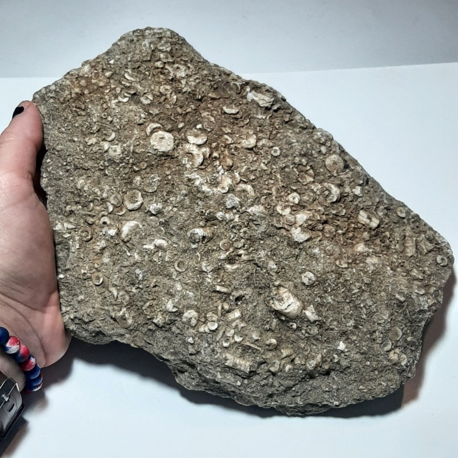 Crinoid Fossils In Matrix