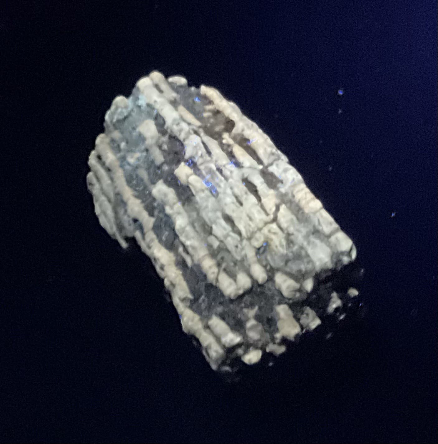 23g Highly Fluorescent Crinoid Cluster Devonian Milwaukee WI UV 5