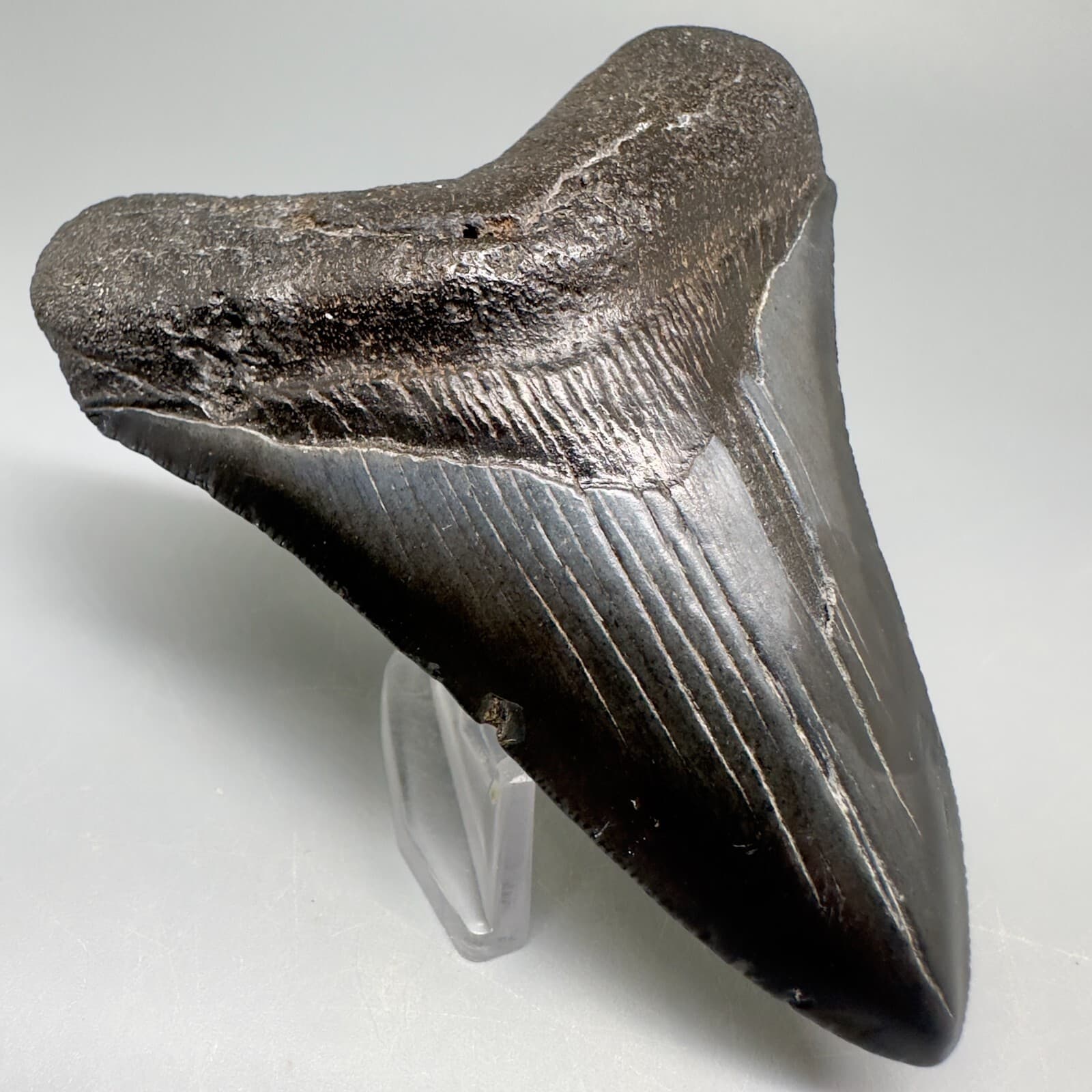 Complete Dark Gray 3.90" Fossil MEGALODON Shark Tooth - USA 2
