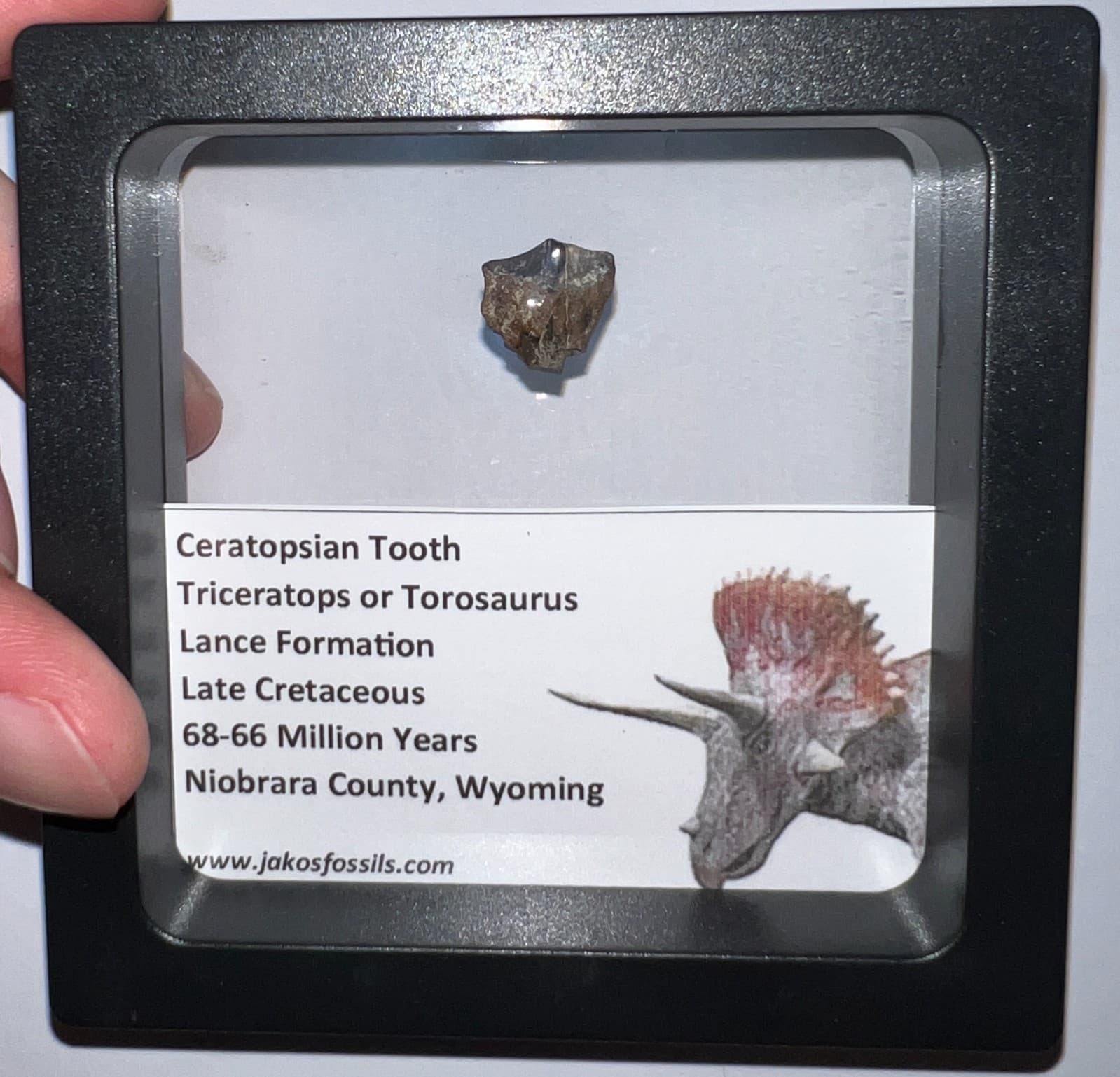 FRAMED TRICERATOPS or TOROSAURUS Fossil Dinosaur Tooth Lot! One per Order!
