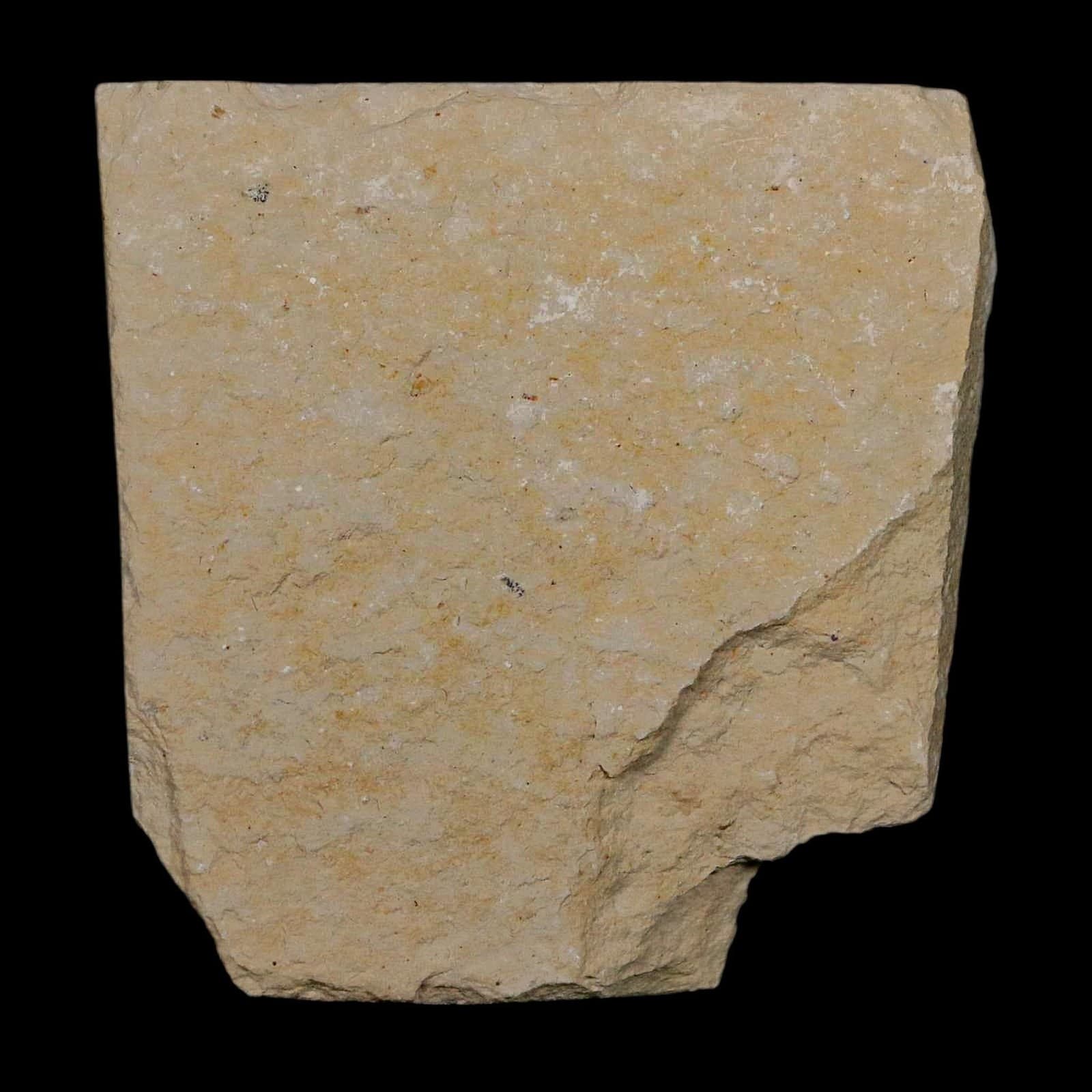 1.4" Fossil Shrimp Carpopenaeus Cretaceous Age 100 Mil Yrs Old Lebanon COA 6