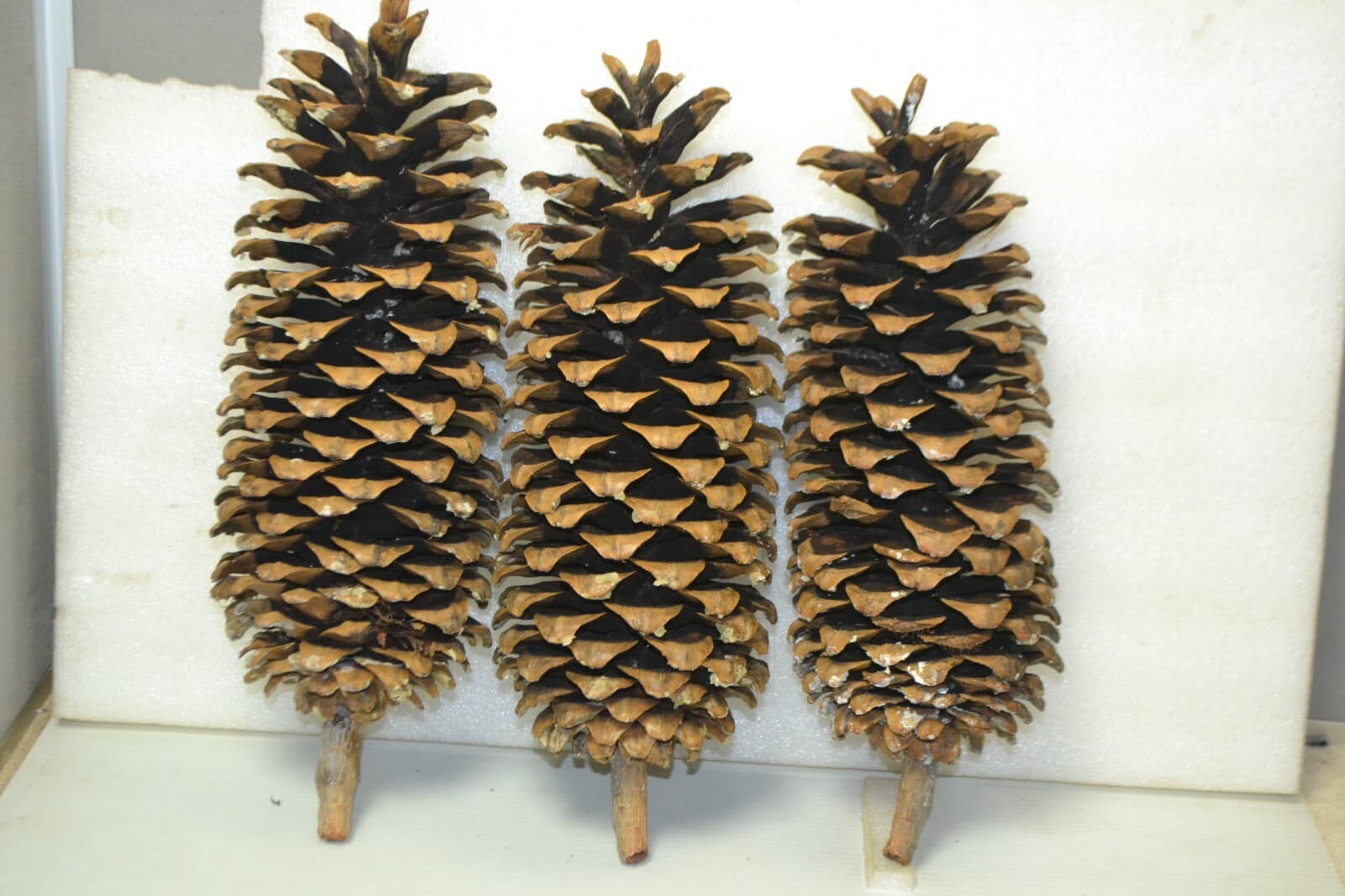 Large Pine Cones Northwest high cascades naturall pine cones 12-14" Lot of 3