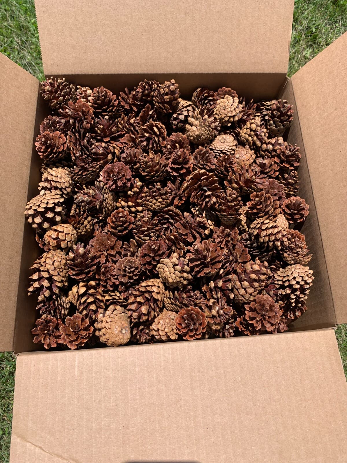 Jack Pine Cones, Brown, 1000 cones 2