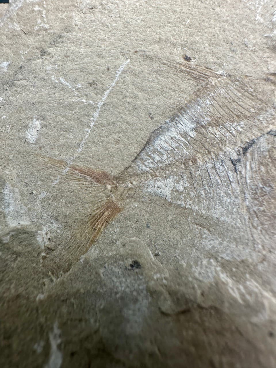 Pharmacichthys munismalis fossil fish - Late Cretaceous Haquel Lebanon - rare 3