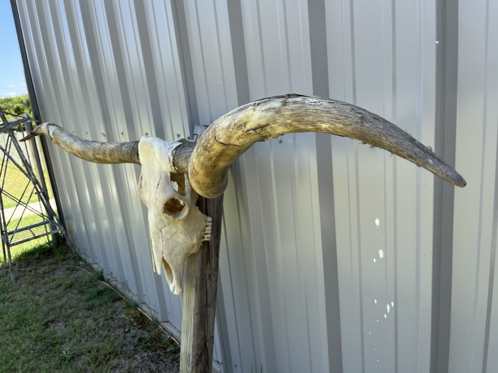 LONGHORN STEER SKULL 6 FEET 10 Inch WIDE UNPOLISHED BULL HORN MOUNTED COW HEAD 2