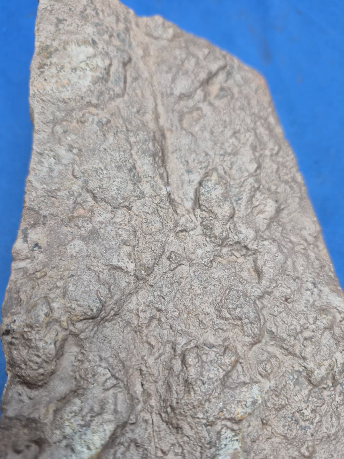 RARE Sponge-like Animal Fossils 3