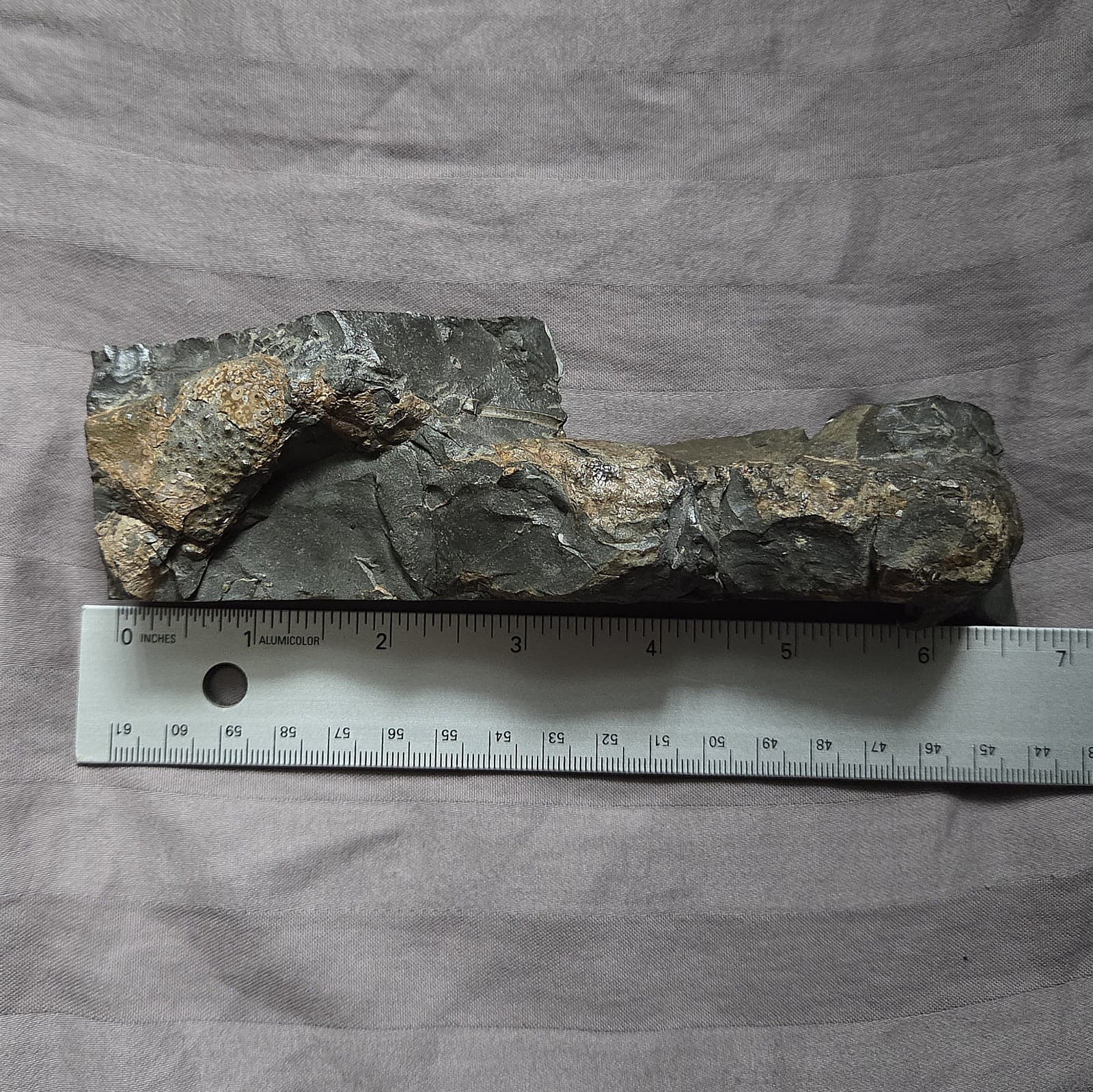 Very Rare Large Cretaceous Arthropod Fossil Hoploparia Sp. Lobster From Montana  4