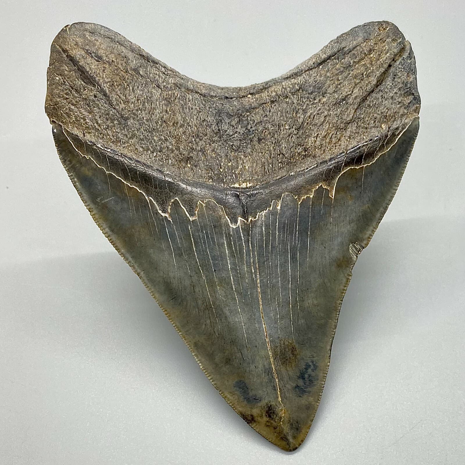 Awesome Shape/High Quality 4.40" Sharply Serrated Fossil MEGALODON Shark Tooth 6