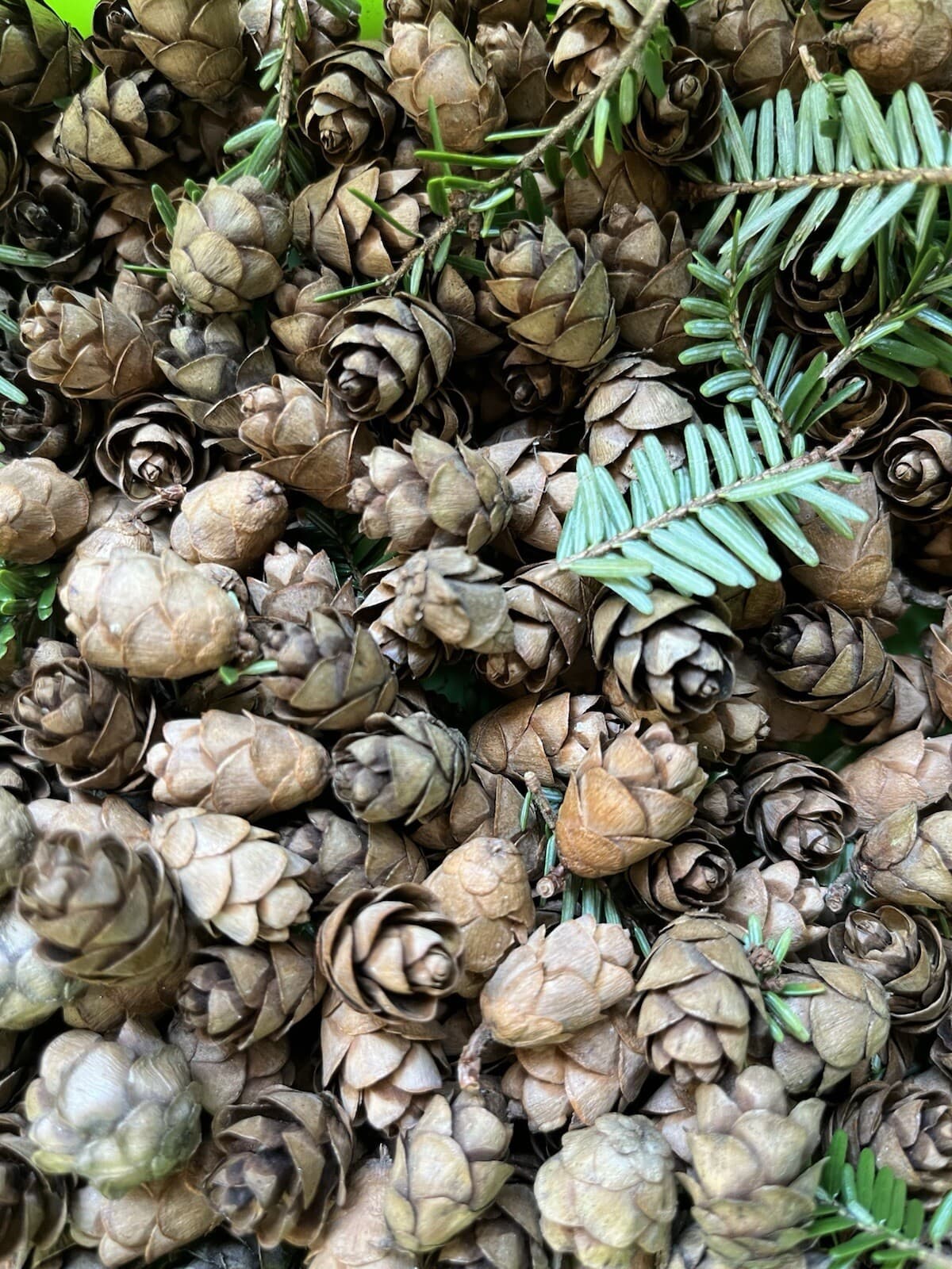 200 Small Mini Pine Cones for Decoration & Holidays