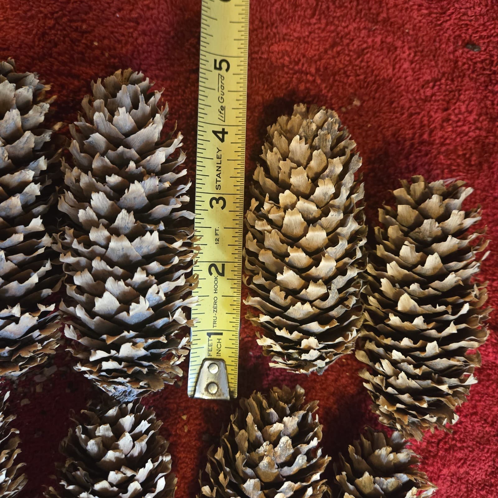 12 Larger Blue Spruce Cones  4-5 Inches 6 Ounces Clean For Crafting Idaho. 2
