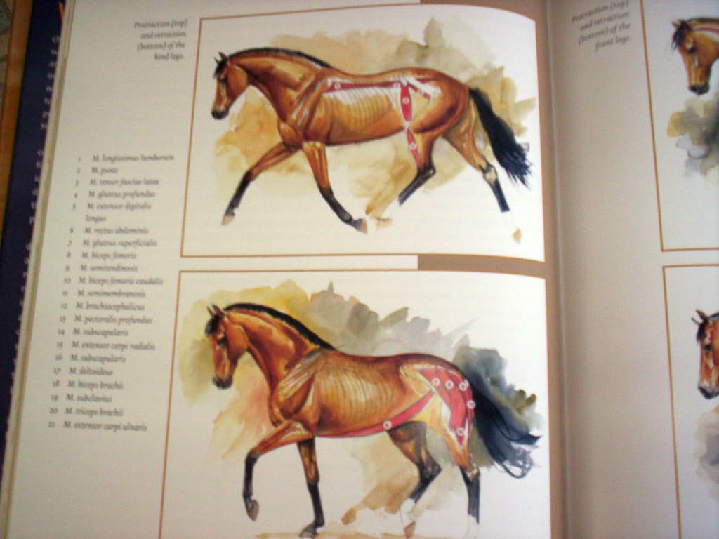 Selecting The Dressage Horse Conformation Movement Temperament 5