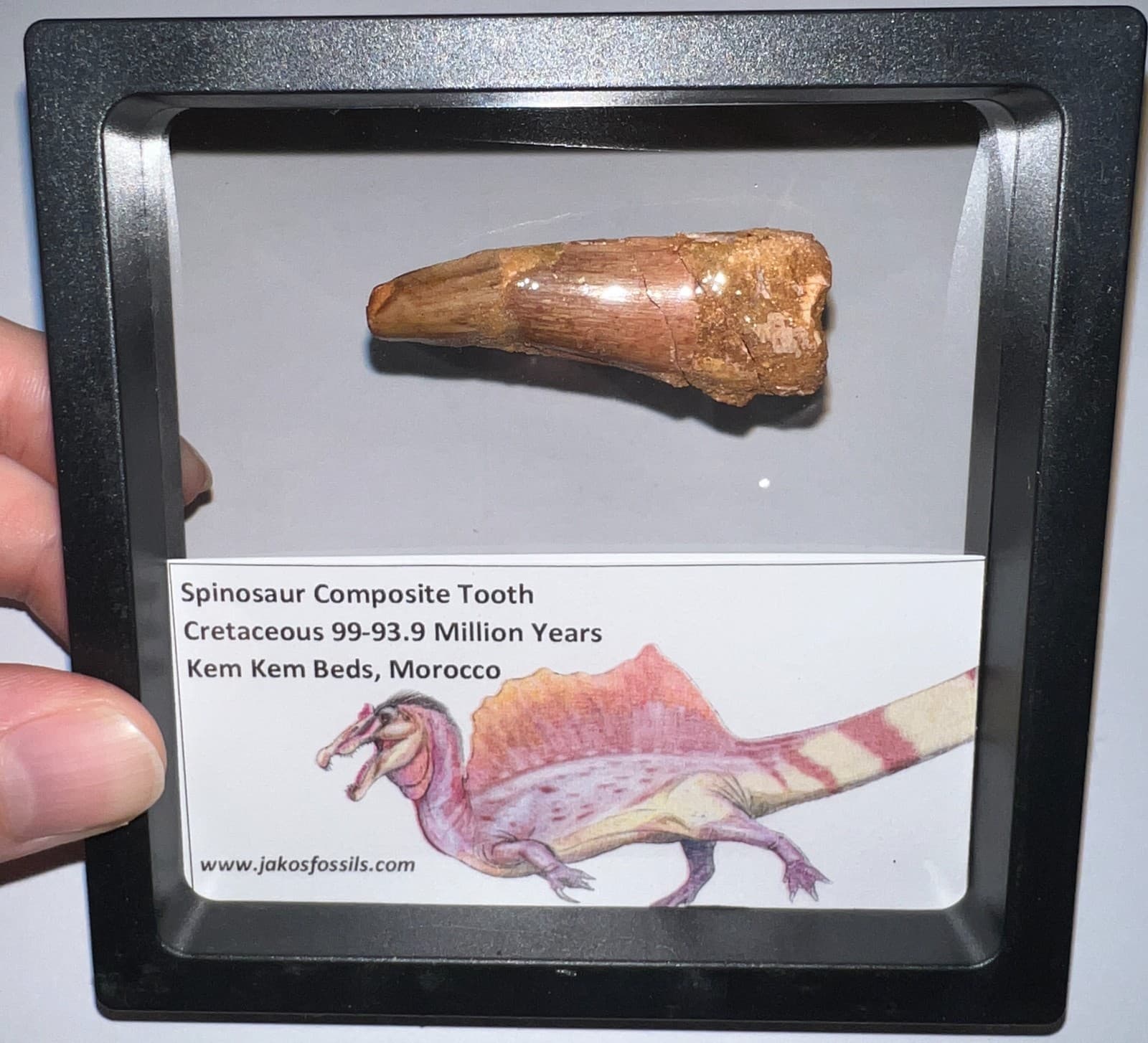 SPINOSAURUS SPINOSAUR Fossil Composite Dinosaur Tooth Lot! 2 IN One per Order