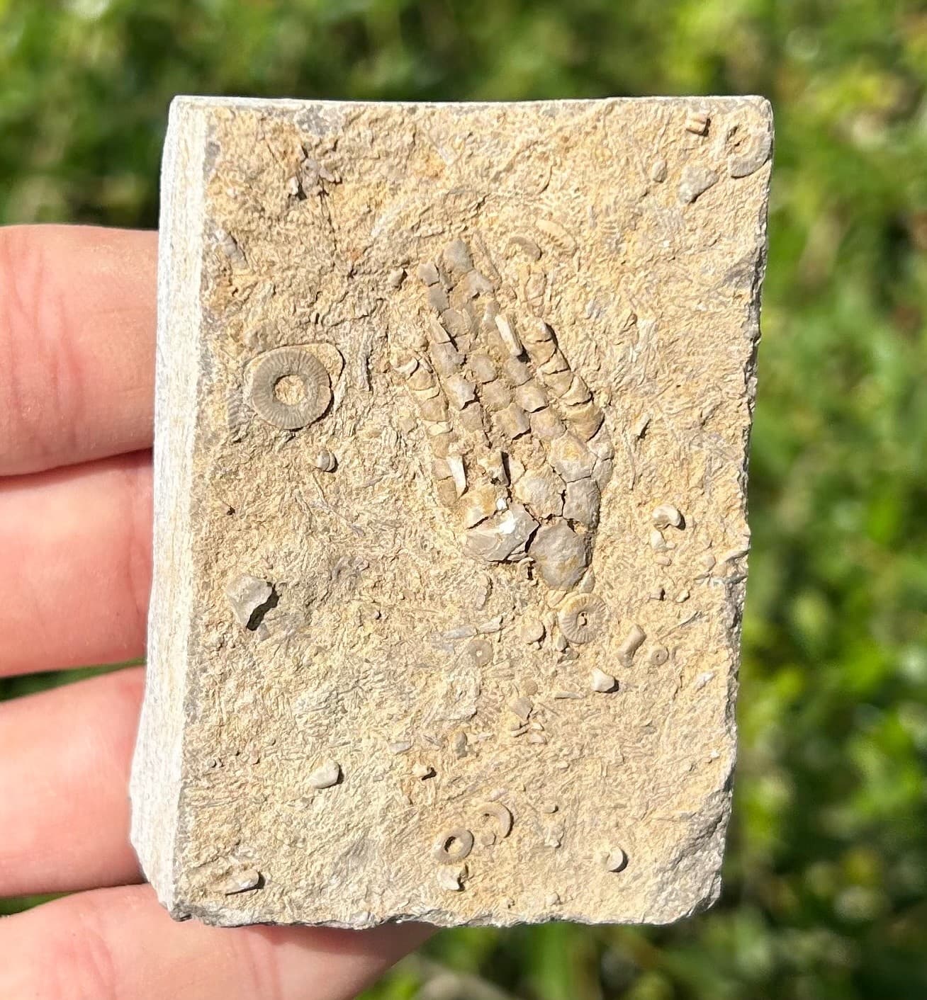 NICE Fossil Crinoid in Matrix Harmostocrinus Alabama Bangor Limestone Formation 5