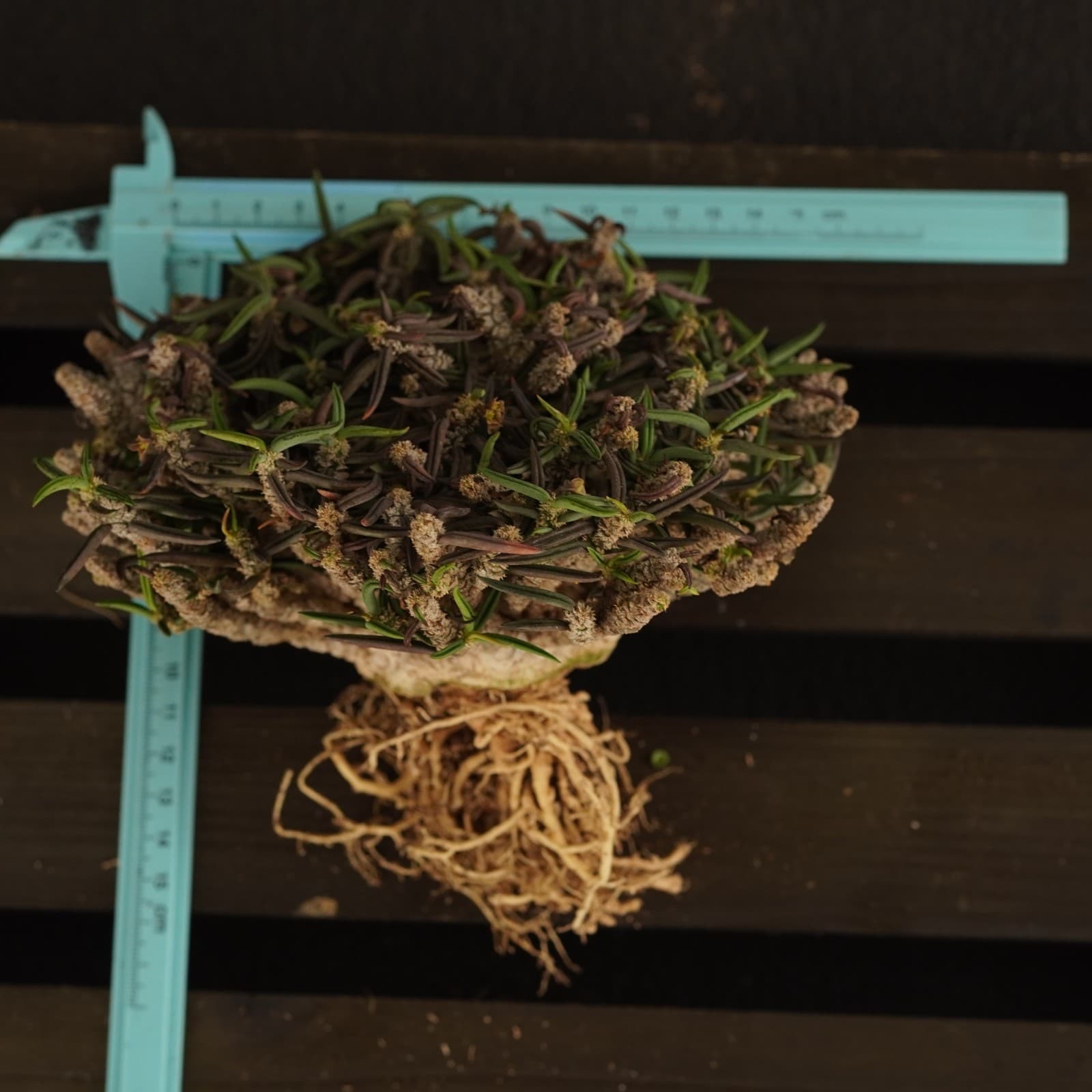 20CM Euphorbia Cylindrifolia Succulent Cactus Plant Cactaceae Home Garden Plant 6