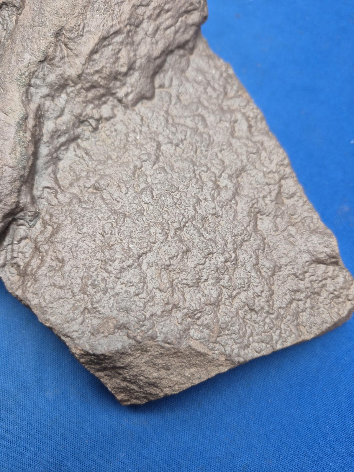 RARE Sponge-like Animal Fossils 5