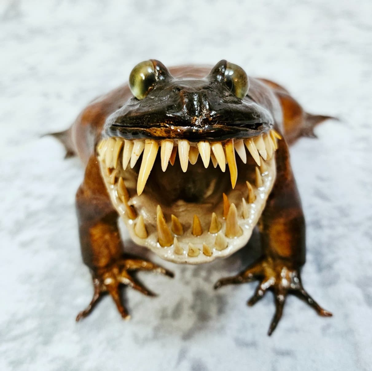 Giant Frog Taxidermy Oddities- bullfrog Cane Toad shark monster 3