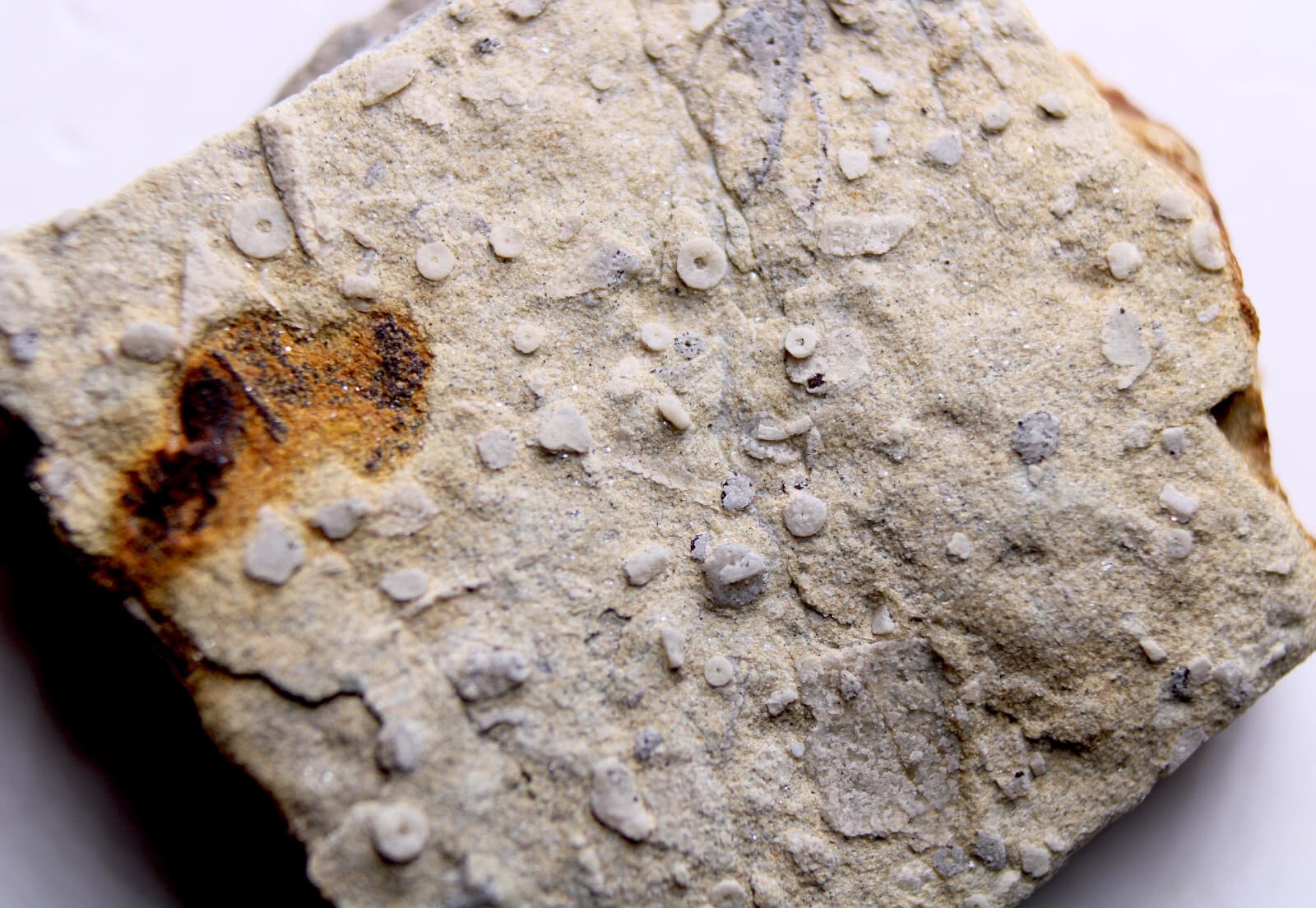 Missouri Cambrian Echinoderm Fossils Davis Formation Late Cambrian