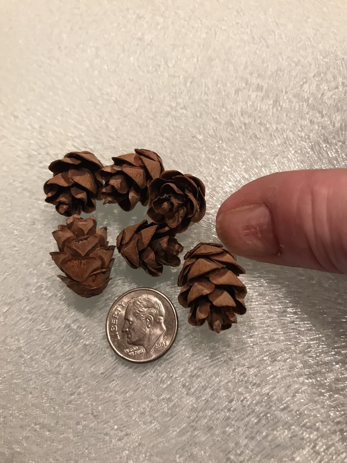 100+ Mini Hemlock Pine Cones: crafts,wreaths,more. SLOW GROWTH YR /ASK B4 BUYNOW 3