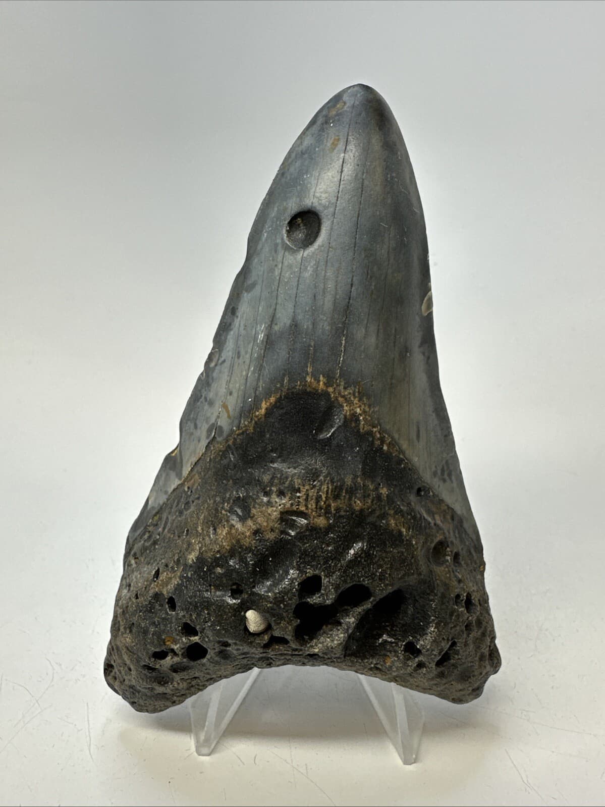 Megalodon Shark Tooth 4.52 inch - Lower Jaw - Authentic Fossil - Carolina 19007