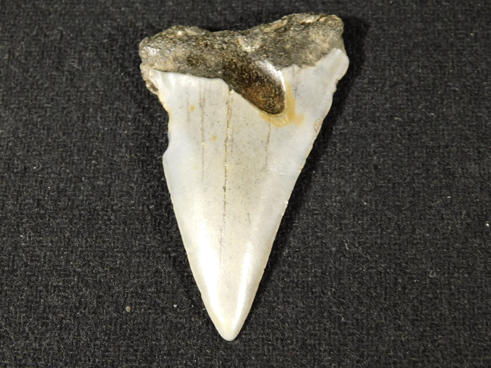 Larger! ANCESTRAL Great White SHARK Tooth Fossil 100% Natural 7.32 6