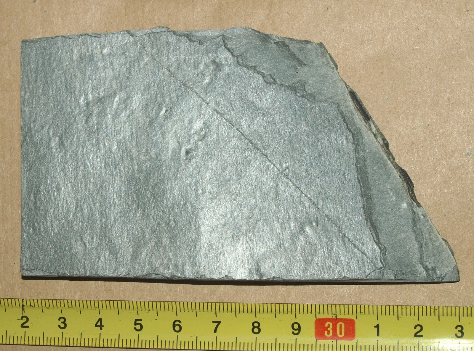 Ediacarian age fossils, Arctic Norway -SLAB with Aspidella and Medusinites 3