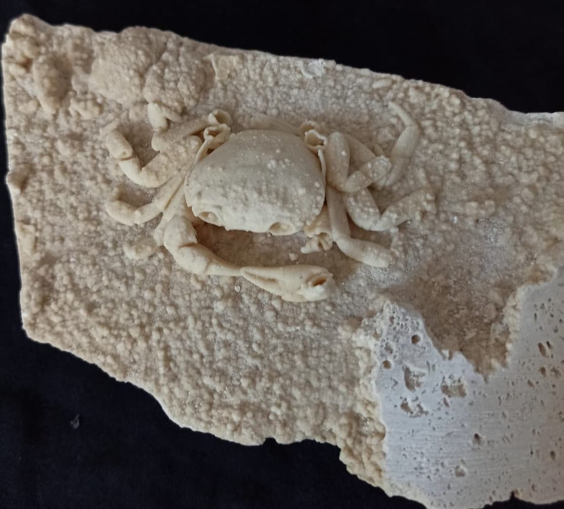 HUGE Travertine Crab Fossil, 13cm by 8cm Fossil Travertine Crab Potamon 4