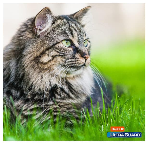 Hartz UltraGuard Topical Flea & Tick Prevention for Cats and Kittens - 3 Monthly 6