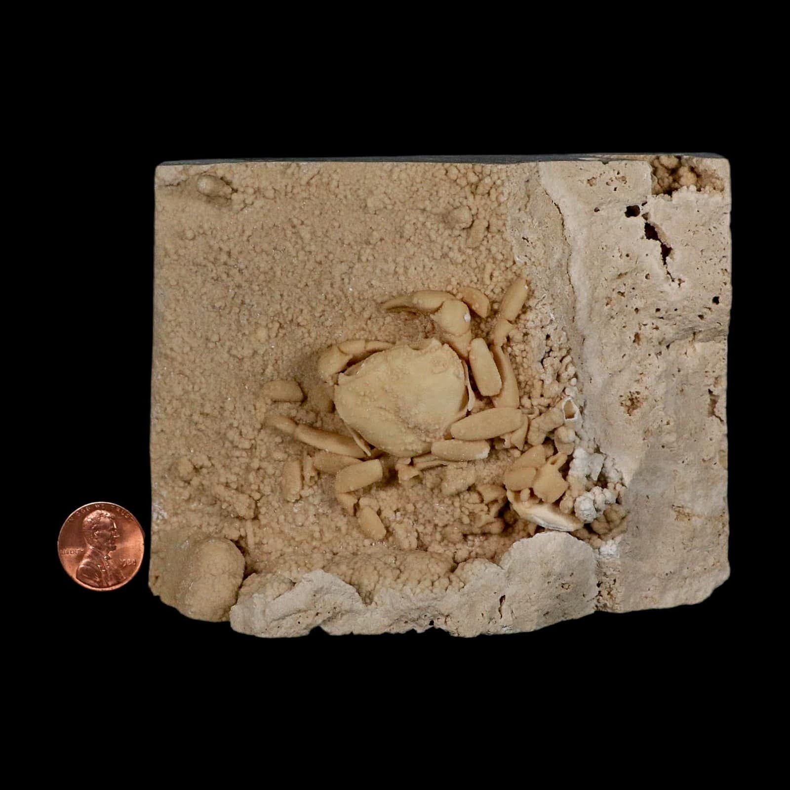 2.3" Potaman Sp Fossil Freshwater Crab In Travertine Denizli Basin Southwest 3