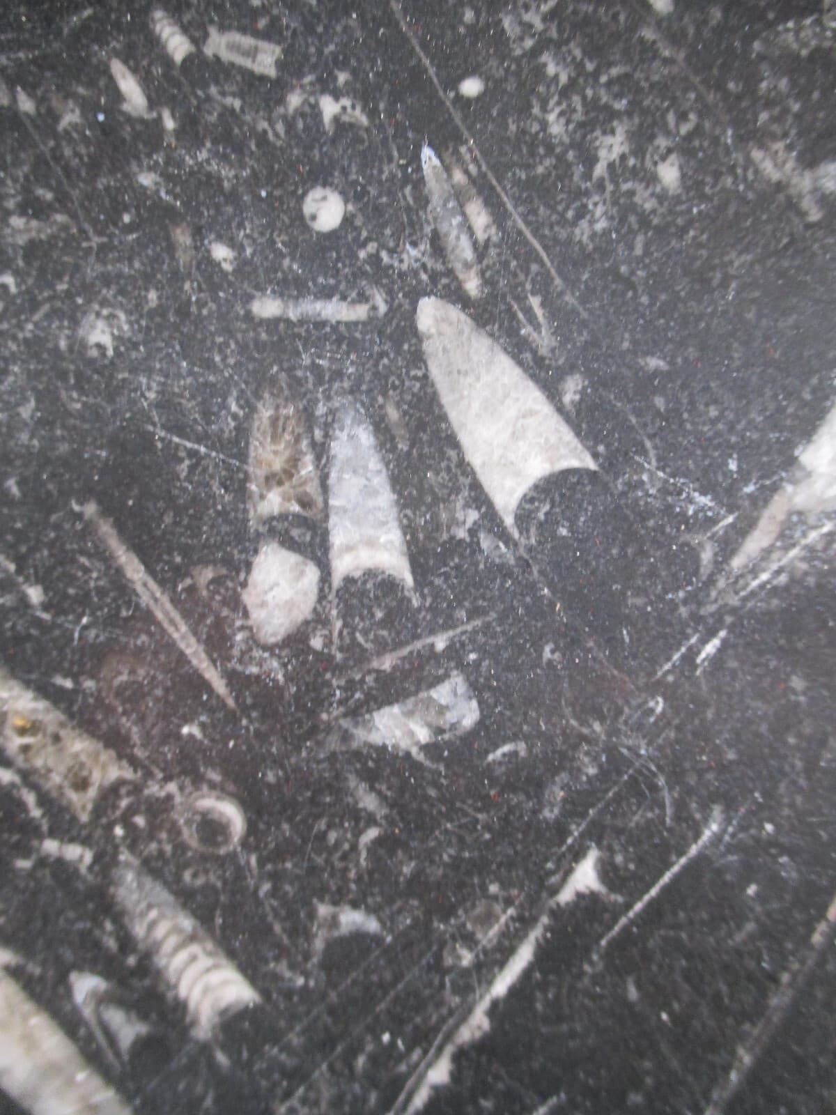 Hand Carved 11 " Fossil Plate w Orthoceras  Fossil 400 Mil Yrs. 2 Lb 9 Oz 3