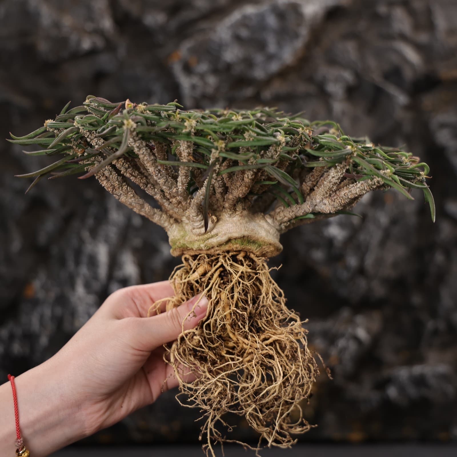 20CM Euphorbia Cylindrifolia Succulent Cactus Plant Cactaceae Home Garden Plant 2