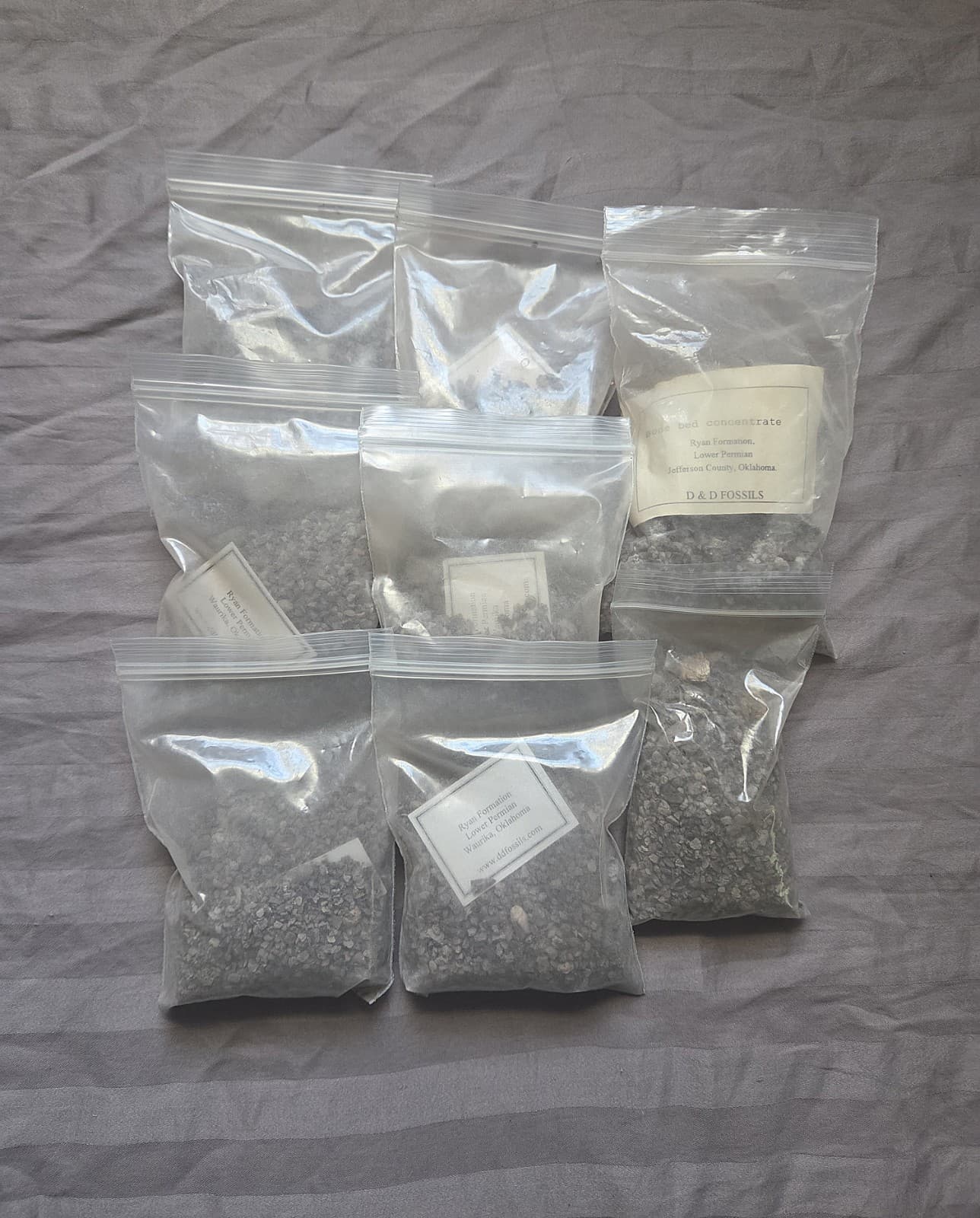 Rare Real Dinosaur Fossil Dig Experience Kit Permian of Oklahoma Edition  2