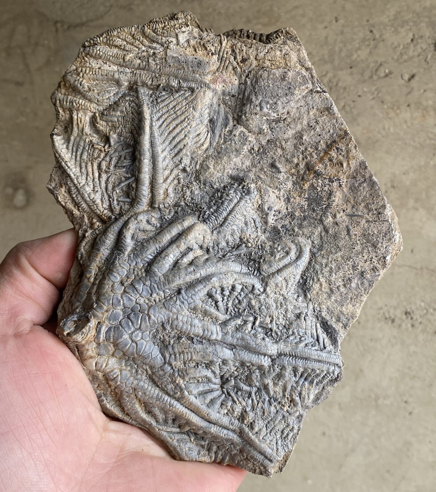 Natural Devonian prehistoric Jurassic biota crinoids Fossils 5
