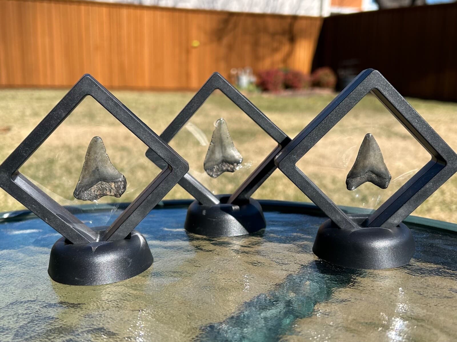 ONE Megalodon Shark Tooth Fossil in Floating Display Case South Carolina 4