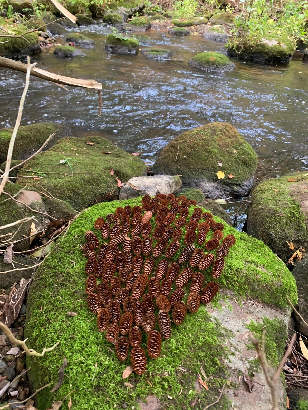 Spruce Cones, 100 count, Beautiful Brown, Not Weathered