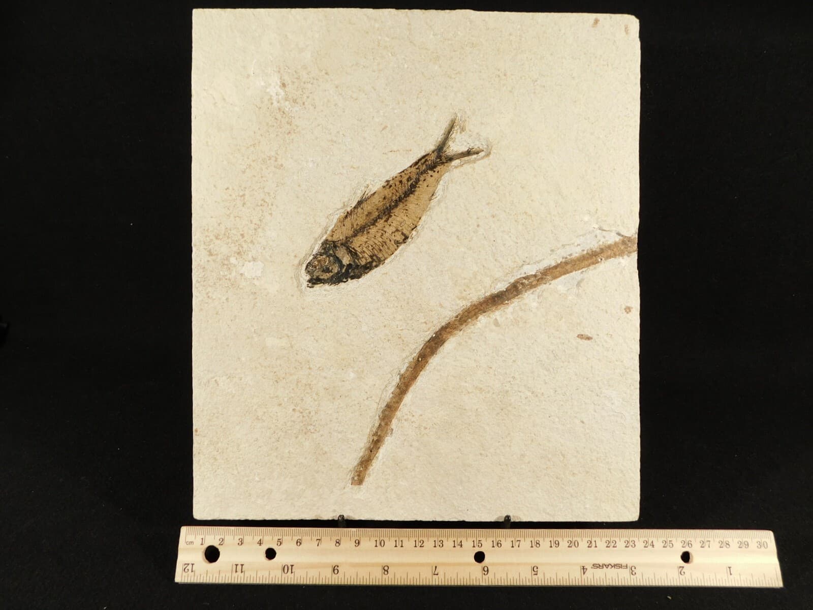 FISH Fossil With a TREE Branch Fossil in BIG Matrix From Wyoming 1641gr 2